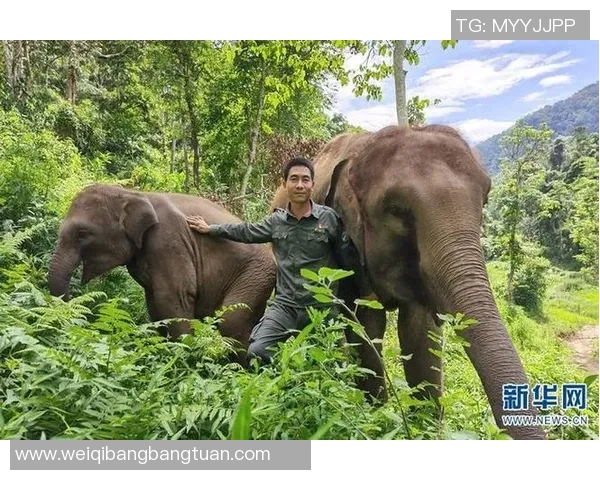 荒野贝尔姚明的传奇之旅探索人与自然的和谐共生之道