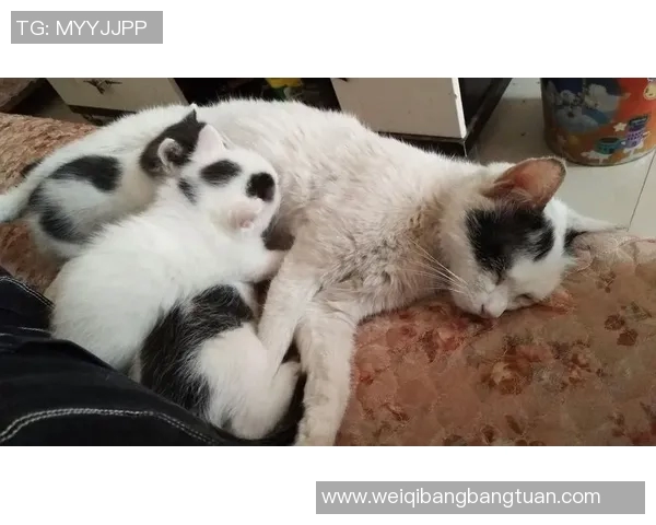 姚明与黄毛狗狗的温馨日常生活记录与趣事分享